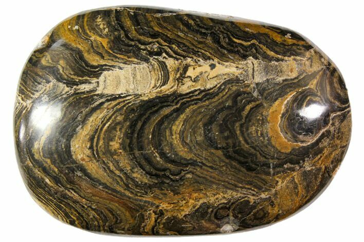 Polished Stromatolite (Greysonia) Pebble - Bolivia #113508